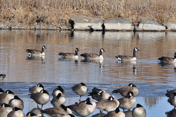Geese in Aurora