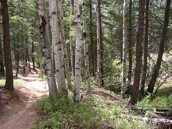Colorado Trail @ Buffalo Creek
