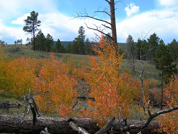 Buffalo Creek Recreation Area