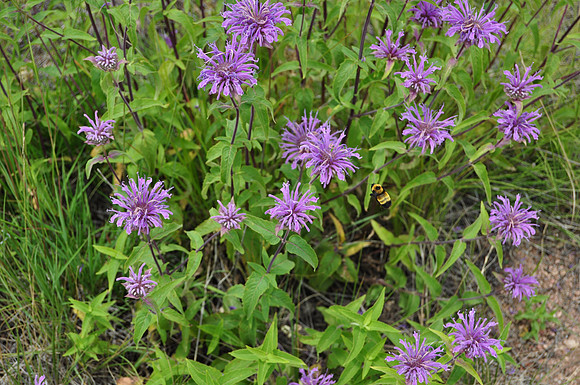 Buffalo_Creek-20090723-0148-10