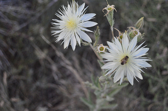 Bluff_Lake-20090809-0196-12