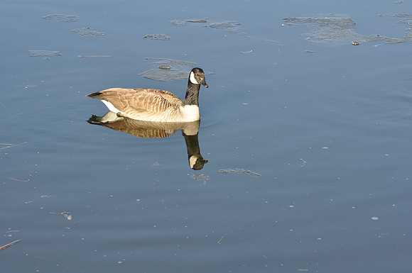 Geese in Aurora