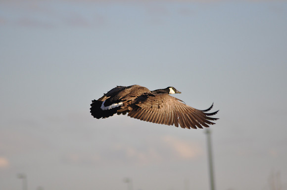 Geese in Aurora